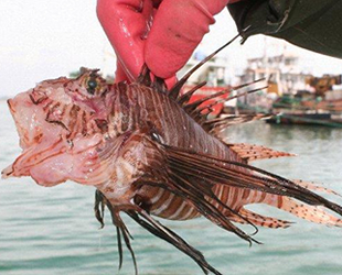 Aslan balığının zehri cinsel problemlere çözüm olacak