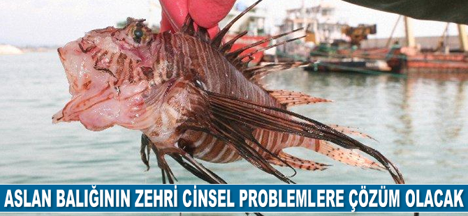 Aslan balığının zehri cinsel problemlere çözüm olacak