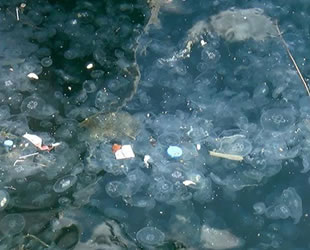 İstanbul Boğazı’nı denizanaları bastı