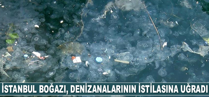 İstanbul Boğazı’nı denizanaları bastı