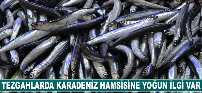 Karadeniz hamsisine yoğun ilgi var
