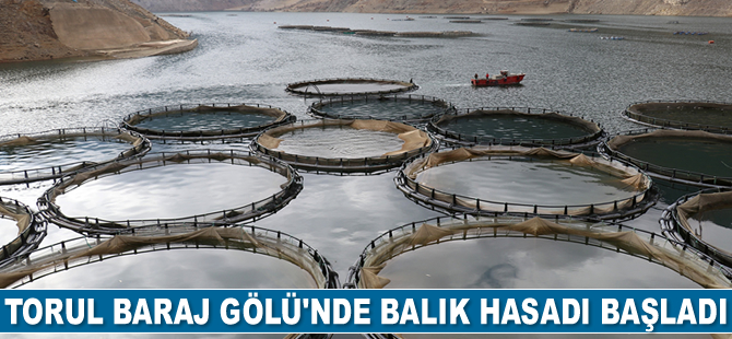 Torul Baraj Gölü’nde balık hasadı başladı