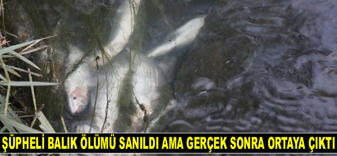 Şüpheli balık ölümü sanıldı ama gerçek sonra ortaya çıktı