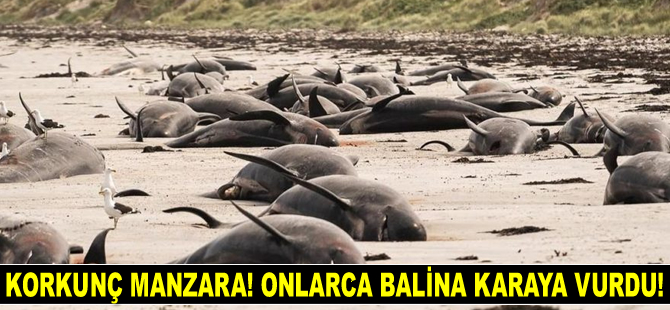 Yeni Zelanda’da korkunç manzara! Onlarca balina karaya vurdu!