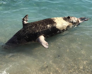 Antalya'da sahile fok ölüsü vurdu