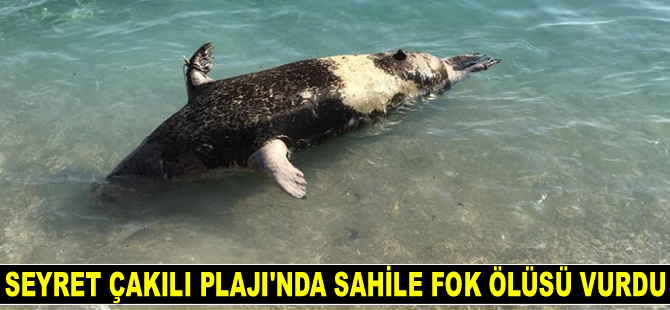 Antalya'da sahile fok ölüsü vurdu