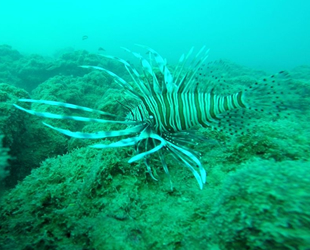 Türkiye'de aslan balığı tehlikesi! Kısmi felce neden oluyor!