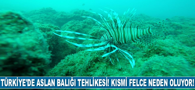 Türkiye'de aslan balığı tehlikesi! Kısmi felce neden oluyor!