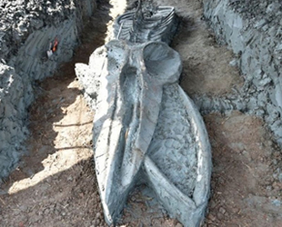Tayland’da binlerce yıllık 'Bryde balinası' iskeleti bulundu