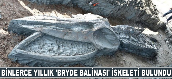 Tayland’da binlerce yıllık 'Bryde balinası' iskeleti bulundu