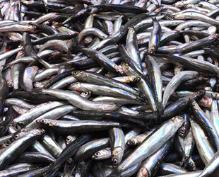 Hamsinin fiyatı düştü, vatandaşın ilgisi arttı