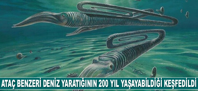 Ataç benzeri deniz yaratığının 200 yıl yaşayabildiği keşfedildi