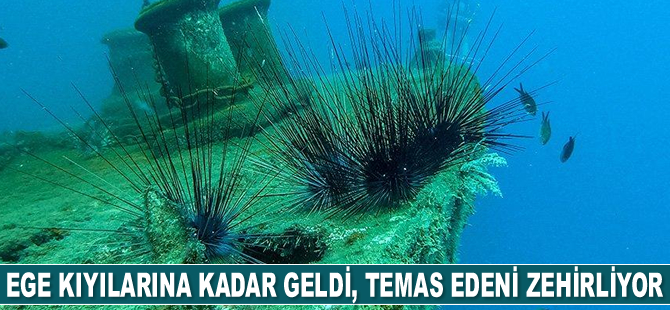 Ege kıyılarına kadar geldi, temas edeni zehirliyor!