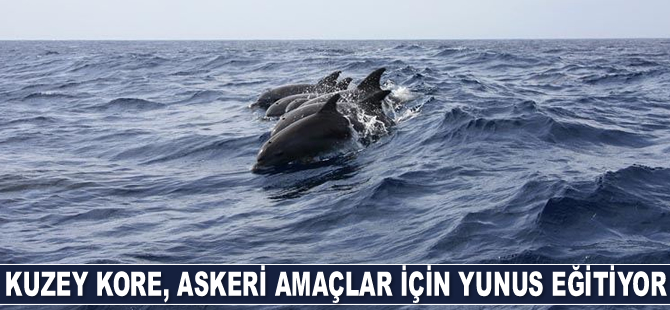 Kuzey Kore, askeri amaçlar için yunus eğitiyor