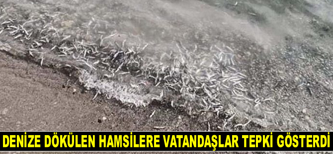 Darıca’da denize dökülen hamsilere vatandaşlar tepki gösterdi