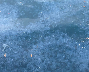 Üsküdar’da binlerce denizanası kıyıya vurdu