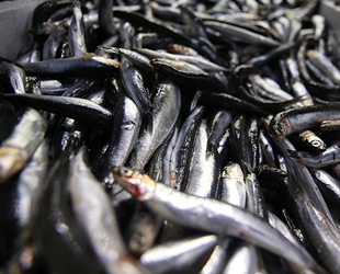 Karadeniz hamsisi en lezzetli dönemine ulaştı