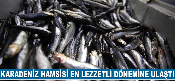 Karadeniz hamsisi en lezzetli dönemine ulaştı