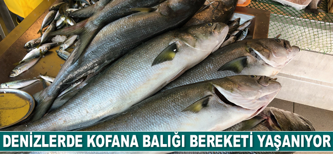Denizlerde kofana balığı bereketi yaşanıyor