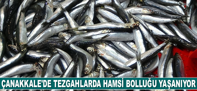 Çanakkale’de tezgahlarda hamsi bolluğu yaşanıyor