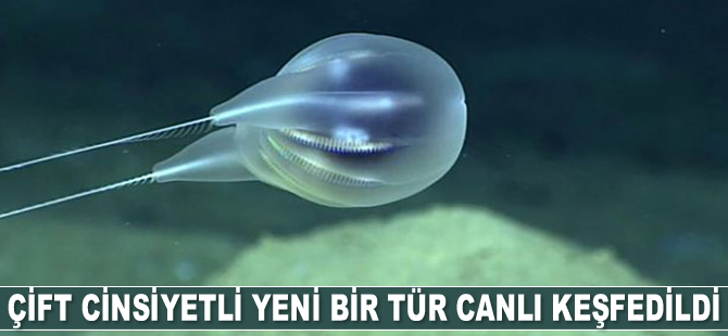 Porto Riko’da çift cinsiyetli yeni bir tür canlı keşfedildi