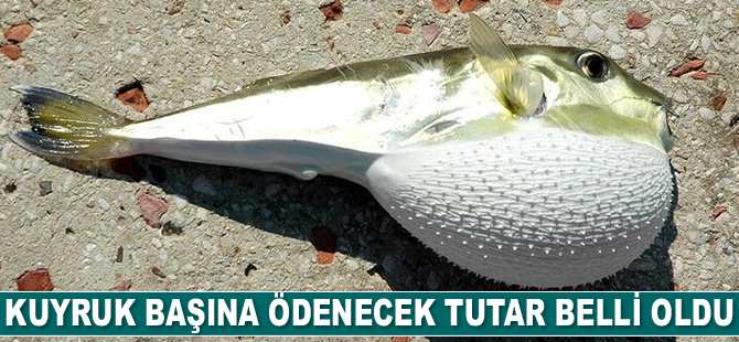 Balon balığı avlayana para verilecek