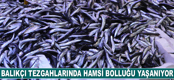 Balıkçı tezgahlarında hamsi bolluğu yaşanıyor