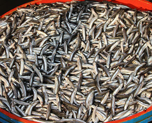 Güney Marmaralı balıkçıların ağları hamsiyle doluyor