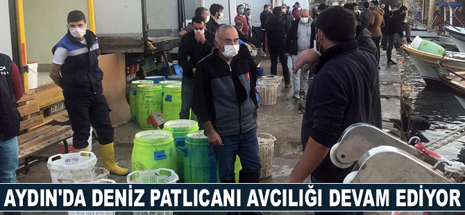 Aydın’da deniz patlıcanı avcılığı devam ediyor