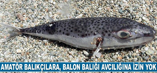 Amatör balıkçılara, balon balığı avcılığına izin yok
