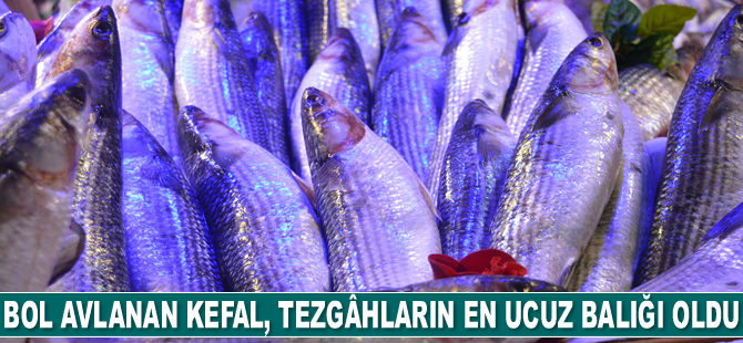 Kefal, tezgâhların en ucuz balığı oldu