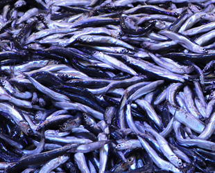 Hamside istenilen avın olmaması ihracatı olumsuz etkiledi