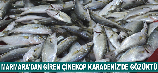 Marmara'dan giren çinekop Karadeniz'de gözüktü