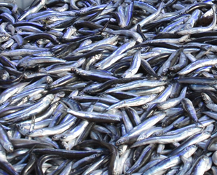 Sinop’ta balık çok, alan yok