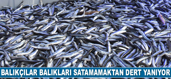 Sinop’ta balık çok, alan yok