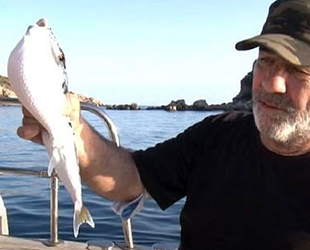 Zehirli balon balıkları, Kuzey Ege'ye ulaştı