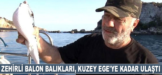 Zehirli balon balıkları, Kuzey Ege'ye ulaştı