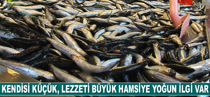 Kendisi küçük, lezzeti büyük Karadeniz hamsisine yoğun ilgi var