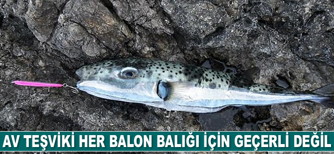 Av teşviki her balon balığı için geçerli değil