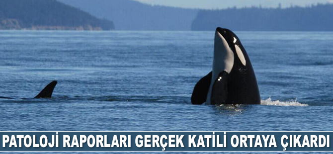 Kıyıya vuran katil balinaların patoloji raporları gerçek katili ortaya çıkardı
