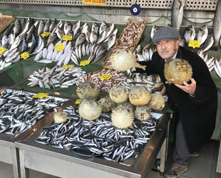 Bir balon balığı binlerce yumurta yapıyor