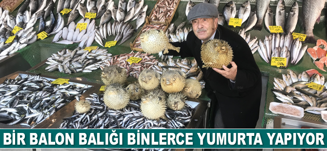 Bir balon balığı binlerce yumurta yapıyor