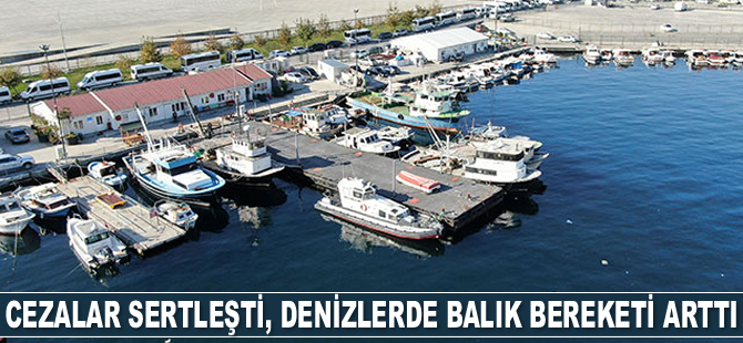 Cezalar sertleşti, denizlerde balık bereketi arttı