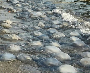 İstanbul’da sahile vuran denizanaları korkuttu