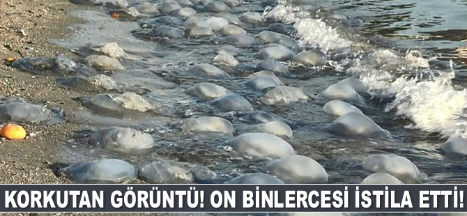 İstanbul’da sahile vuran denizanaları korkuttu