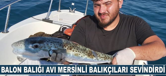 Balon balığı avı balıkçıları sevindirdi