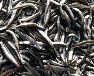 Hamsi bolluğu balıkçıların yüzünü güldürüyor