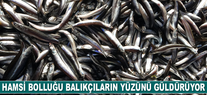 Hamsi bolluğu balıkçıların yüzünü güldürüyor
