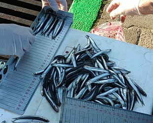 Rize’de 21 ton hamsiye el konuldu