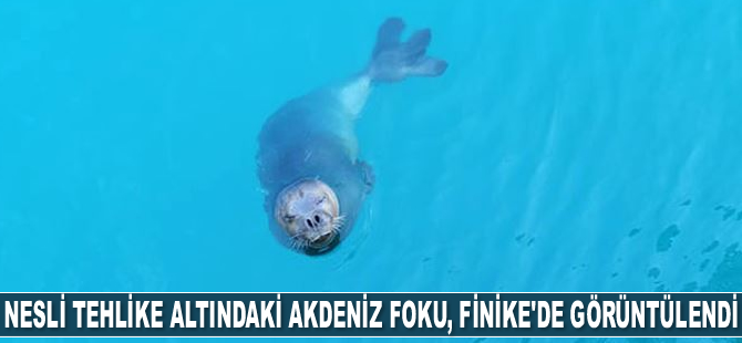 Nesli tehlike altındaki Akdeniz foku, Finike'de görüntülendi